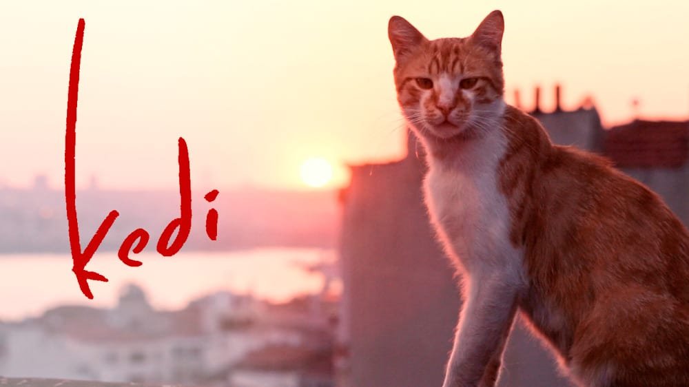 kedi Gatos de Estambul