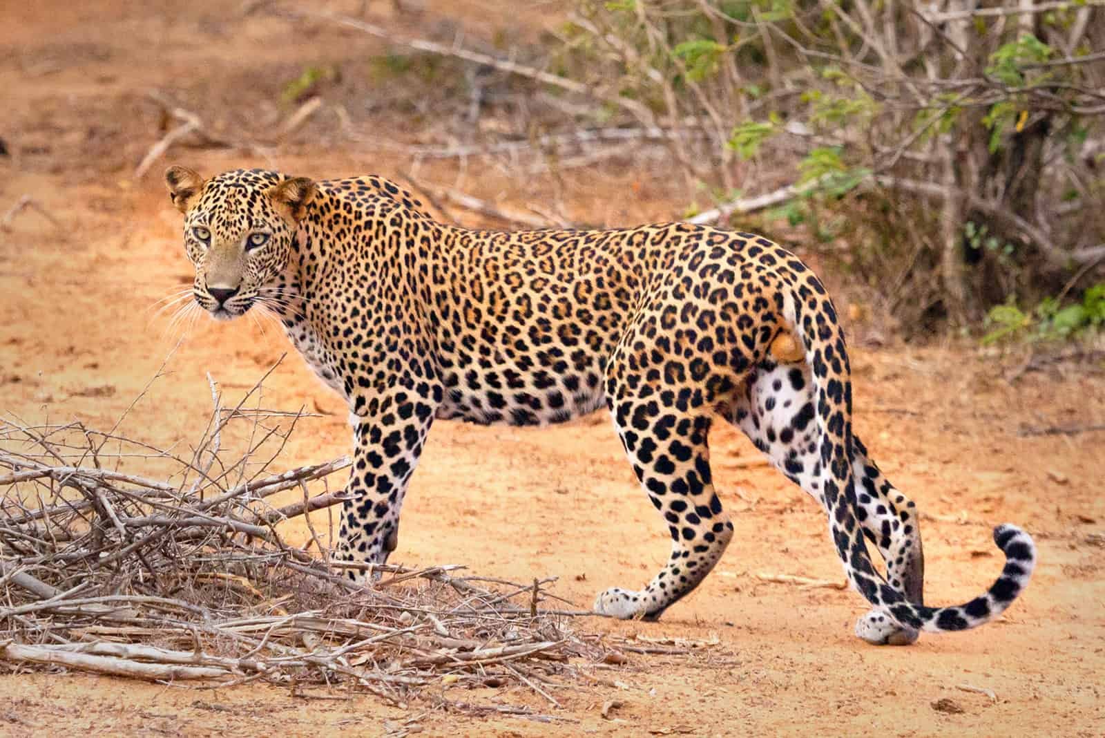 leopardo en Wilpattu