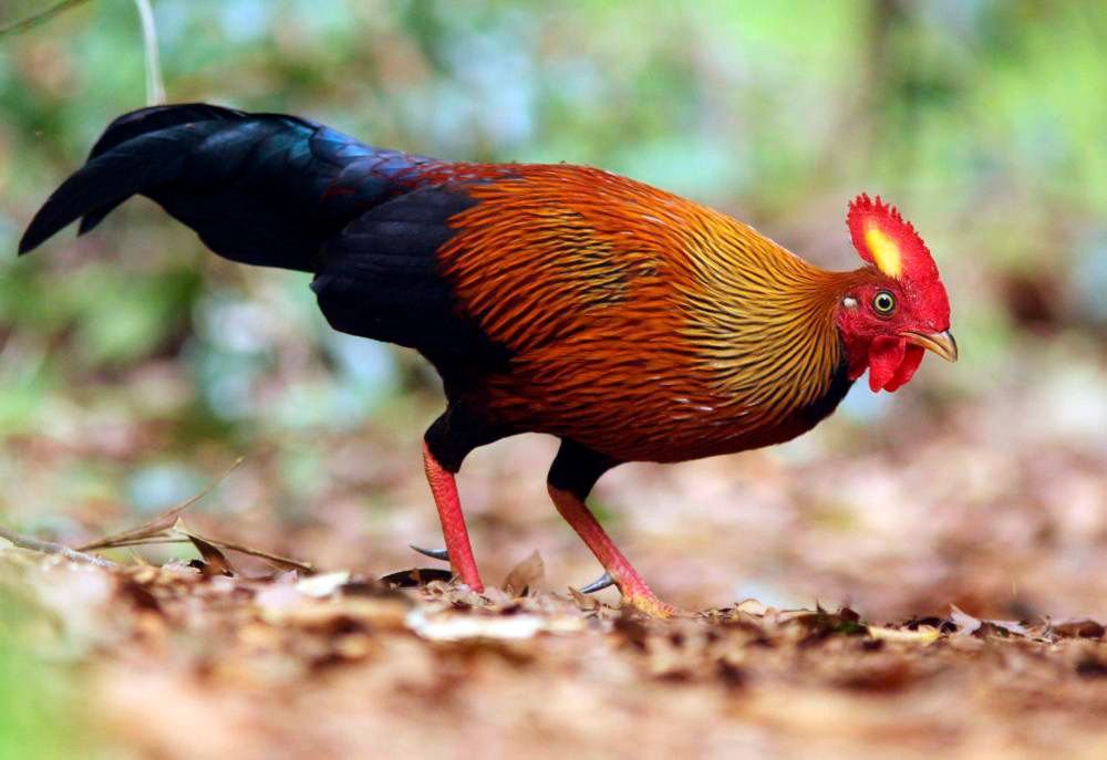 gallo de Ceylan, animal nacional de Sri Lanka