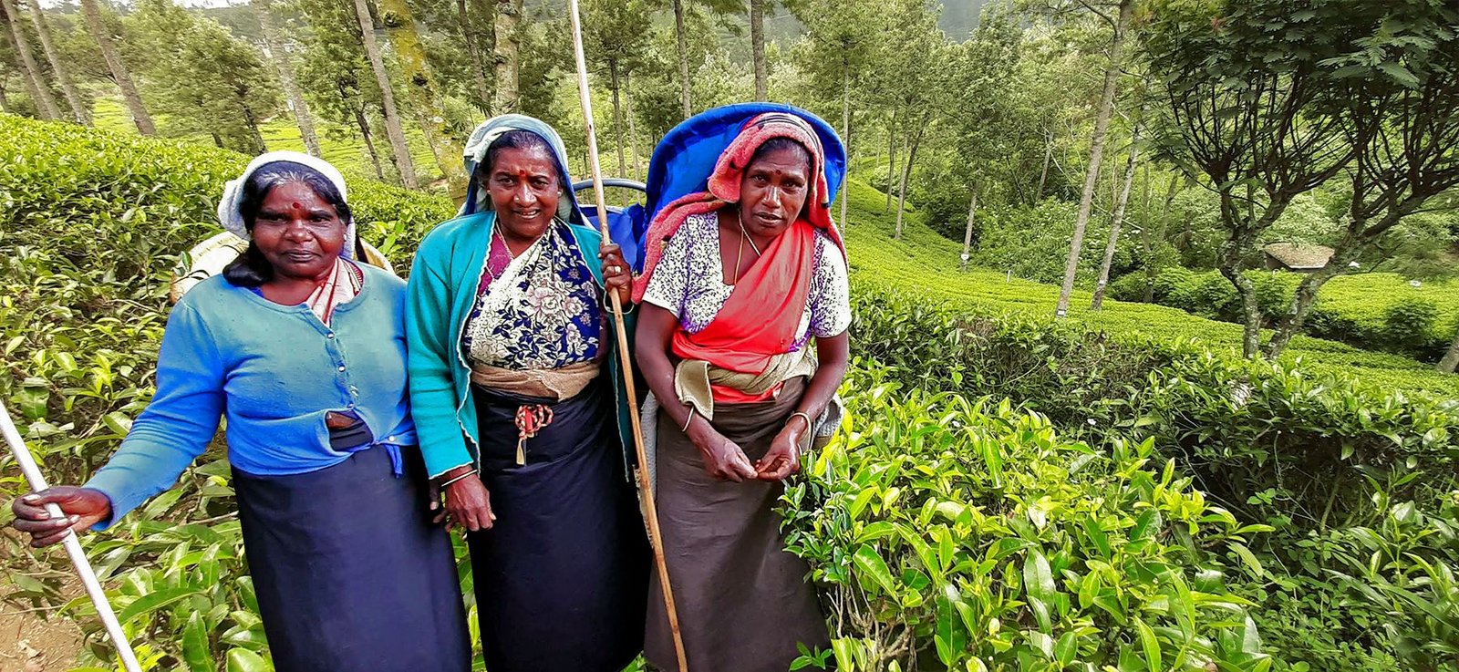 recolectoras de té en Nuwara Eliya