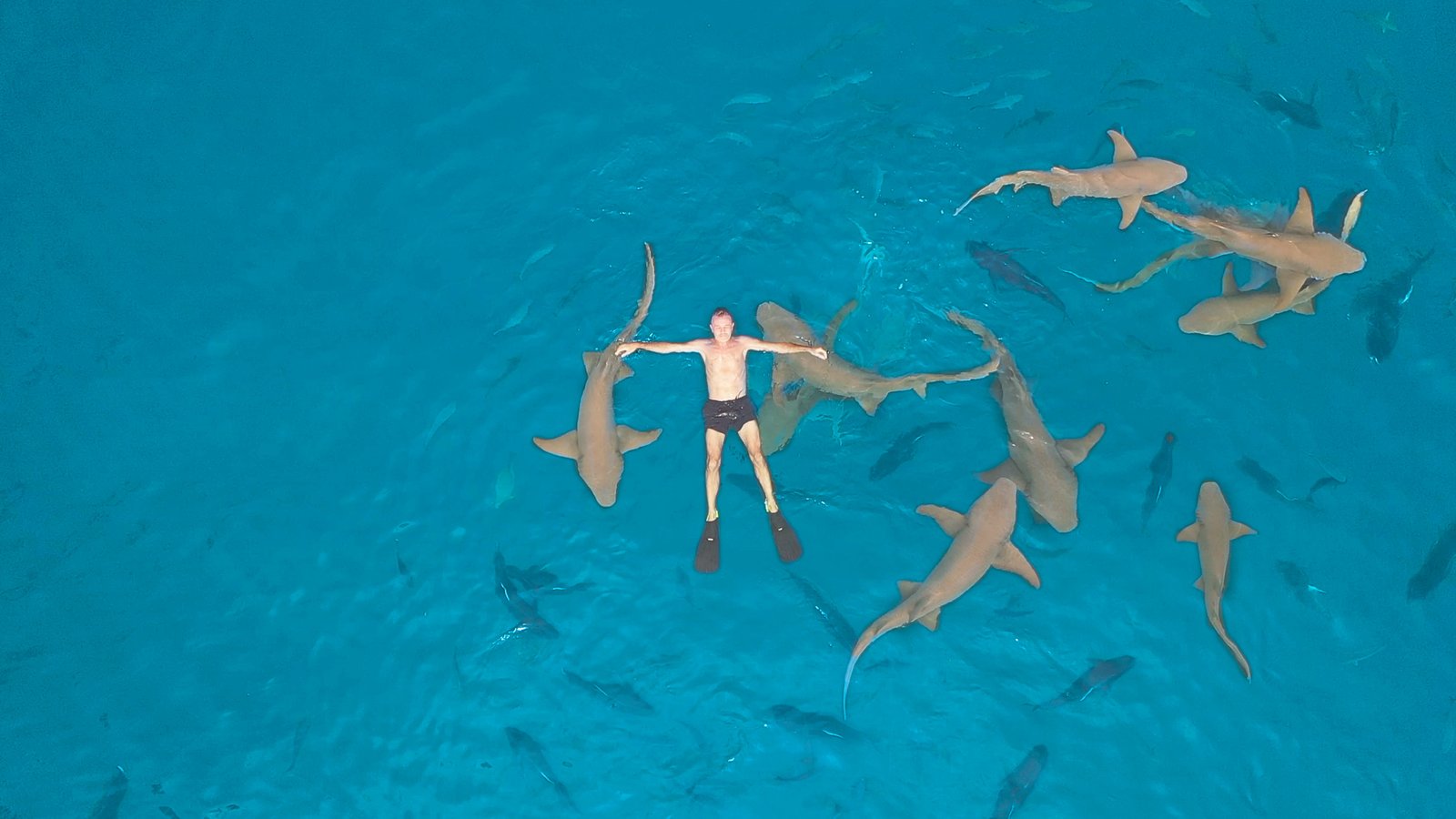 hombre bucea con tiburones gato en Maldivas