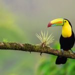 tucán en Costa Rica