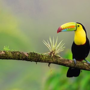tucán en Costa Rica