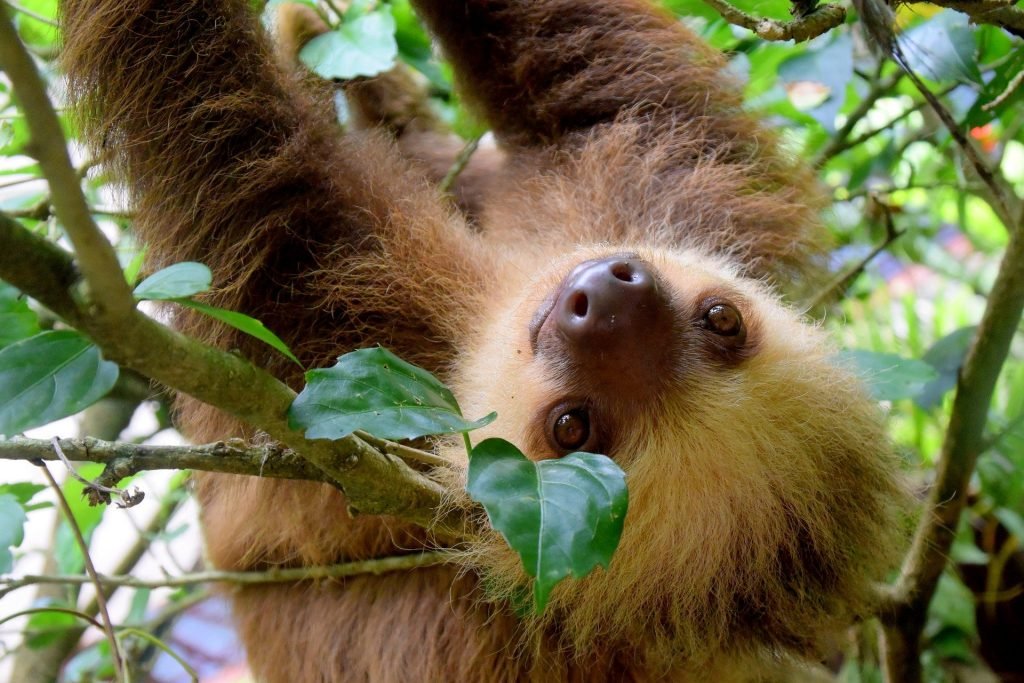 perezoso en Costa Rica
