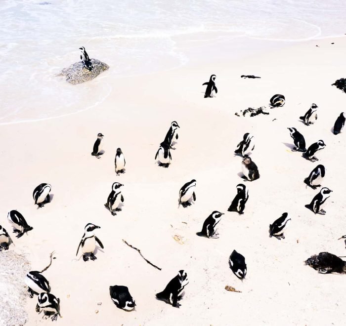 pingüinos en Boulders beach, Sudáfrica