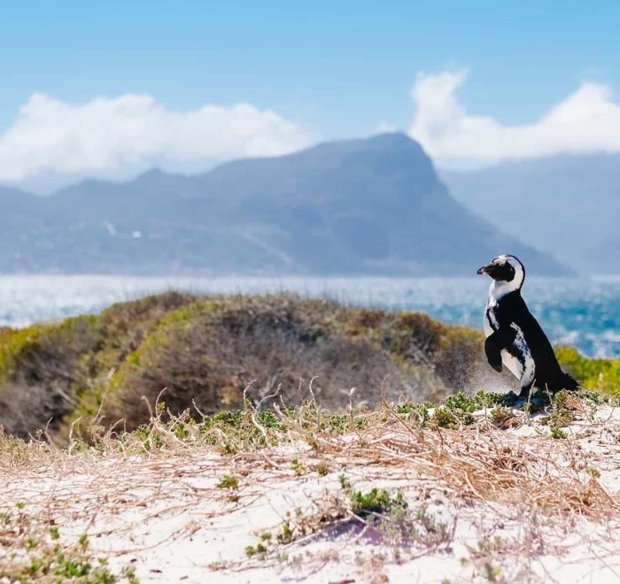 pingüino en Ciudad del Cabo, Sudáfrica