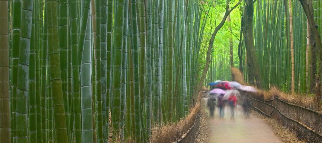 bosque de bambú Arashiyama, Kioto, Japón