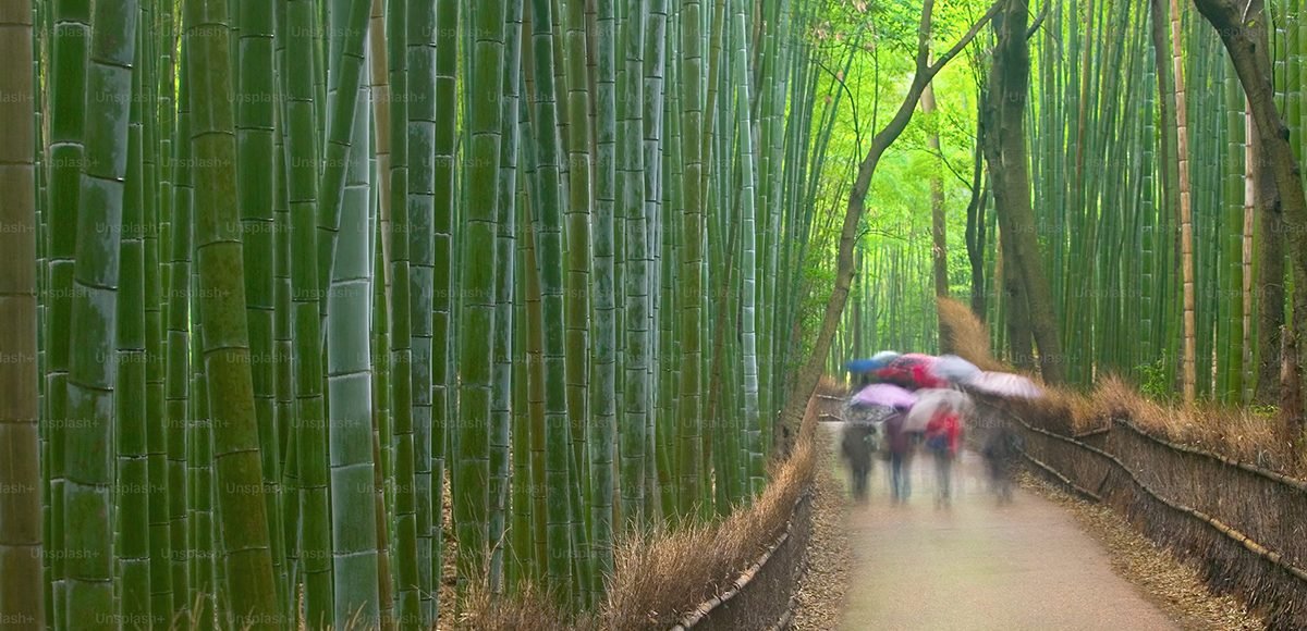 bosque de bambú Arashiyama, Kioto, Japón