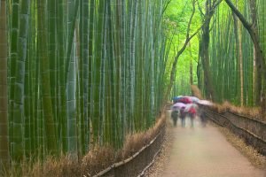 bosque de bambú Arashiyama, Kioto, Japón