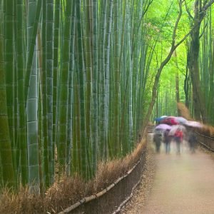 bosque de bambú Arashiyama, Kioto, Japón